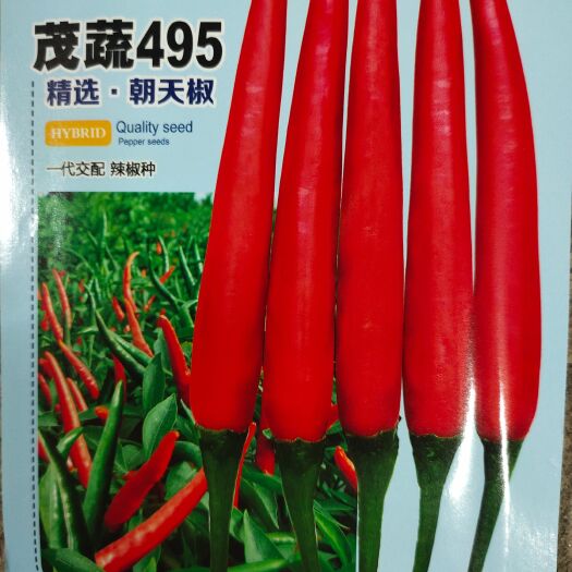 容县朝天椒苗 辣椒苗 基地直供 品质保证量大从优 支持预定