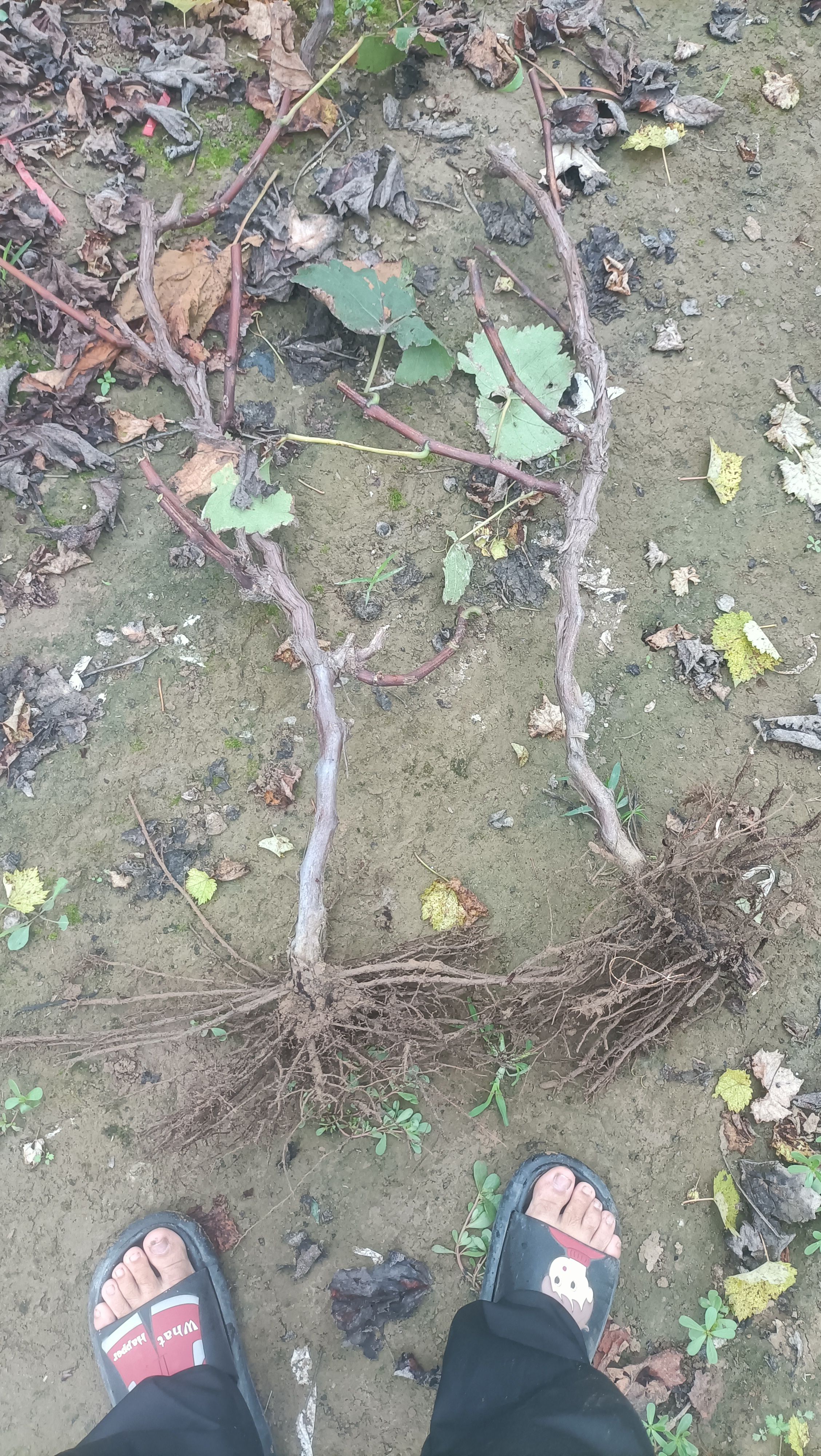 巨峰葡萄苗  占地葡萄树，大葡萄树，