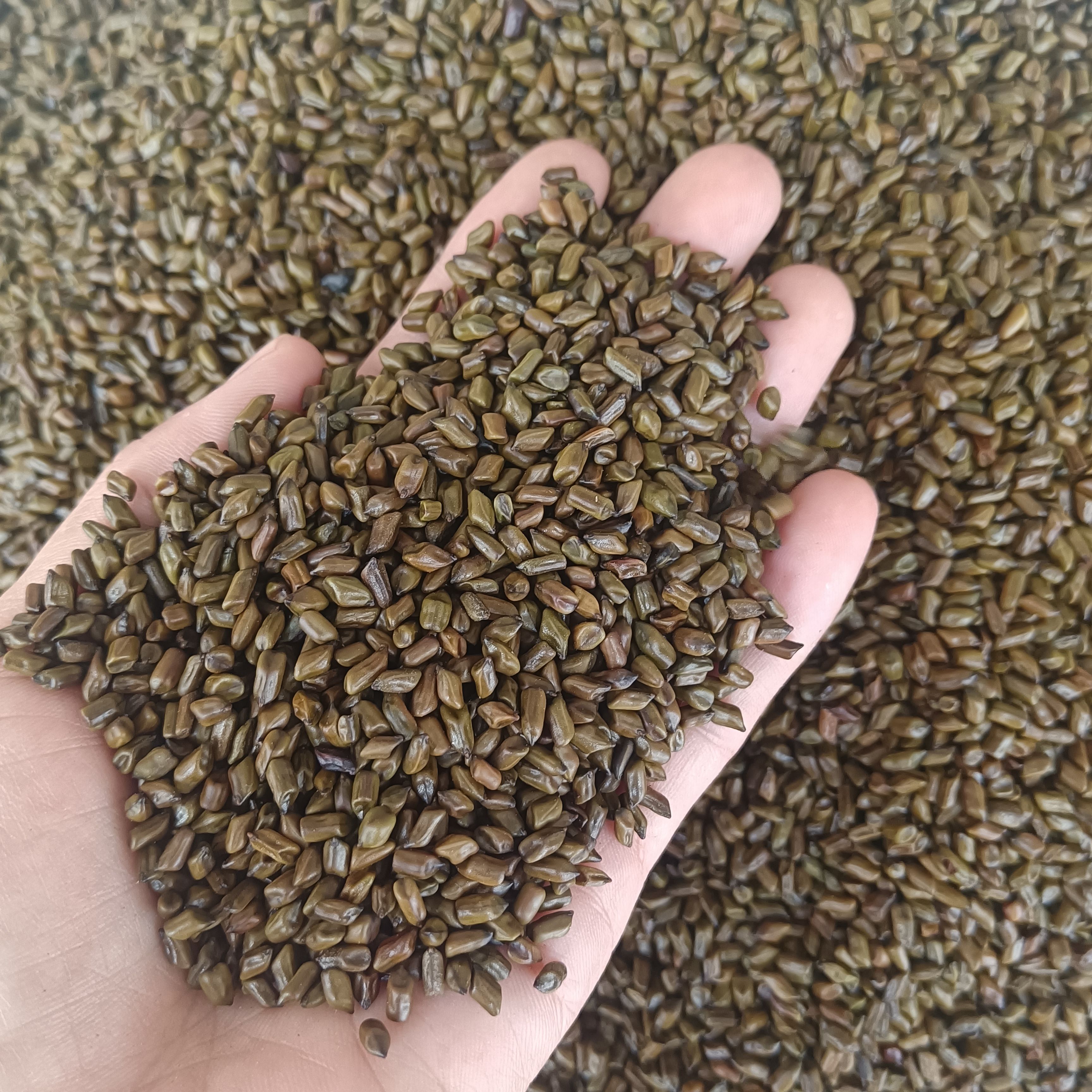 干货决明子草决明马蹄决明量大从优