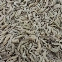 合浦县小海虾