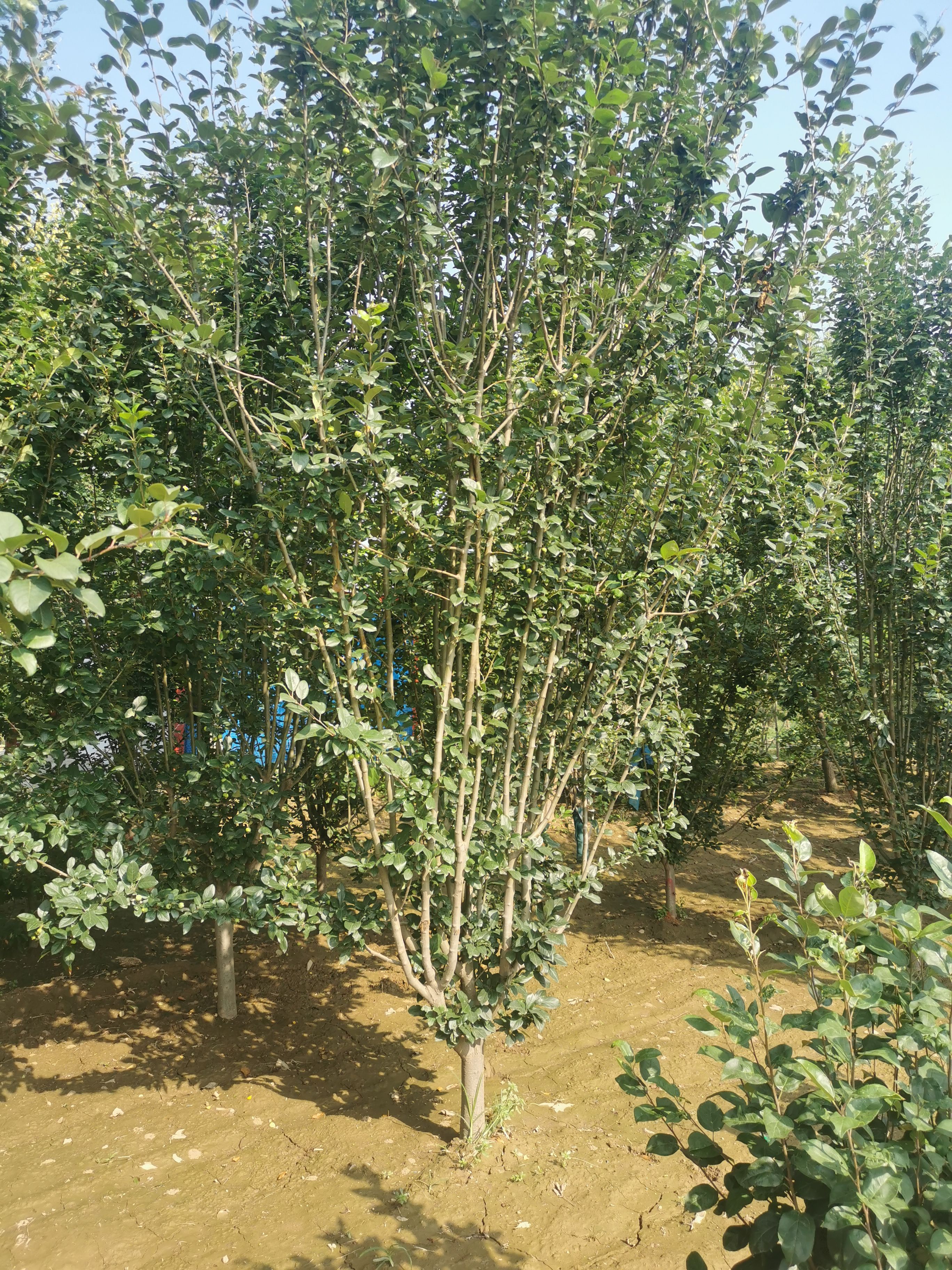 西府海棠，美植袋西府海棠