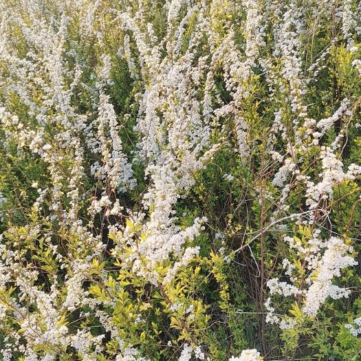 铁岭县雪柳 喷雪花 珍珠绣线菊