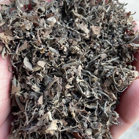 福州印尼 马尾藻 粗粉 原菜