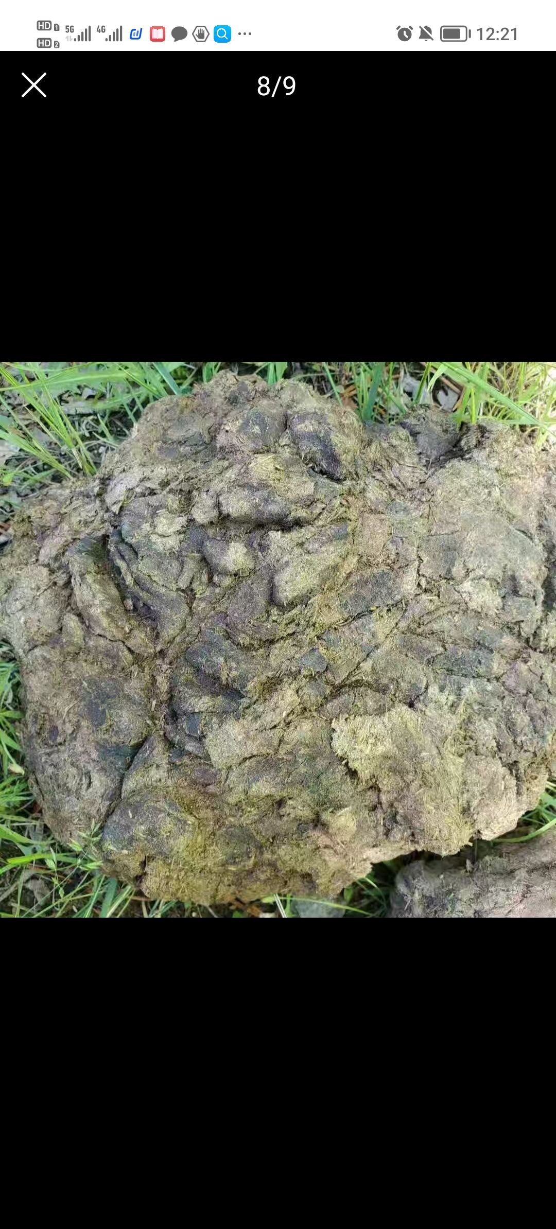 牛粪