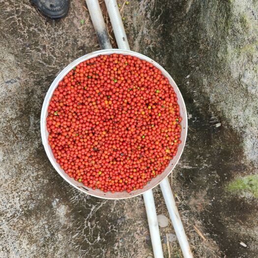 安远县粉防己精选鲜仔，干籽，自己基地采收