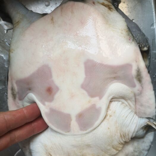 甲魚(yú)
