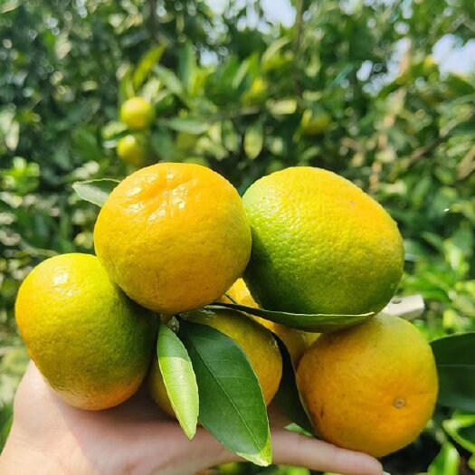 平乐县特早蜜橘，蜜橘果面干净，年产百万吨。大量供应，代办。