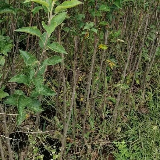 昭通苹果苗