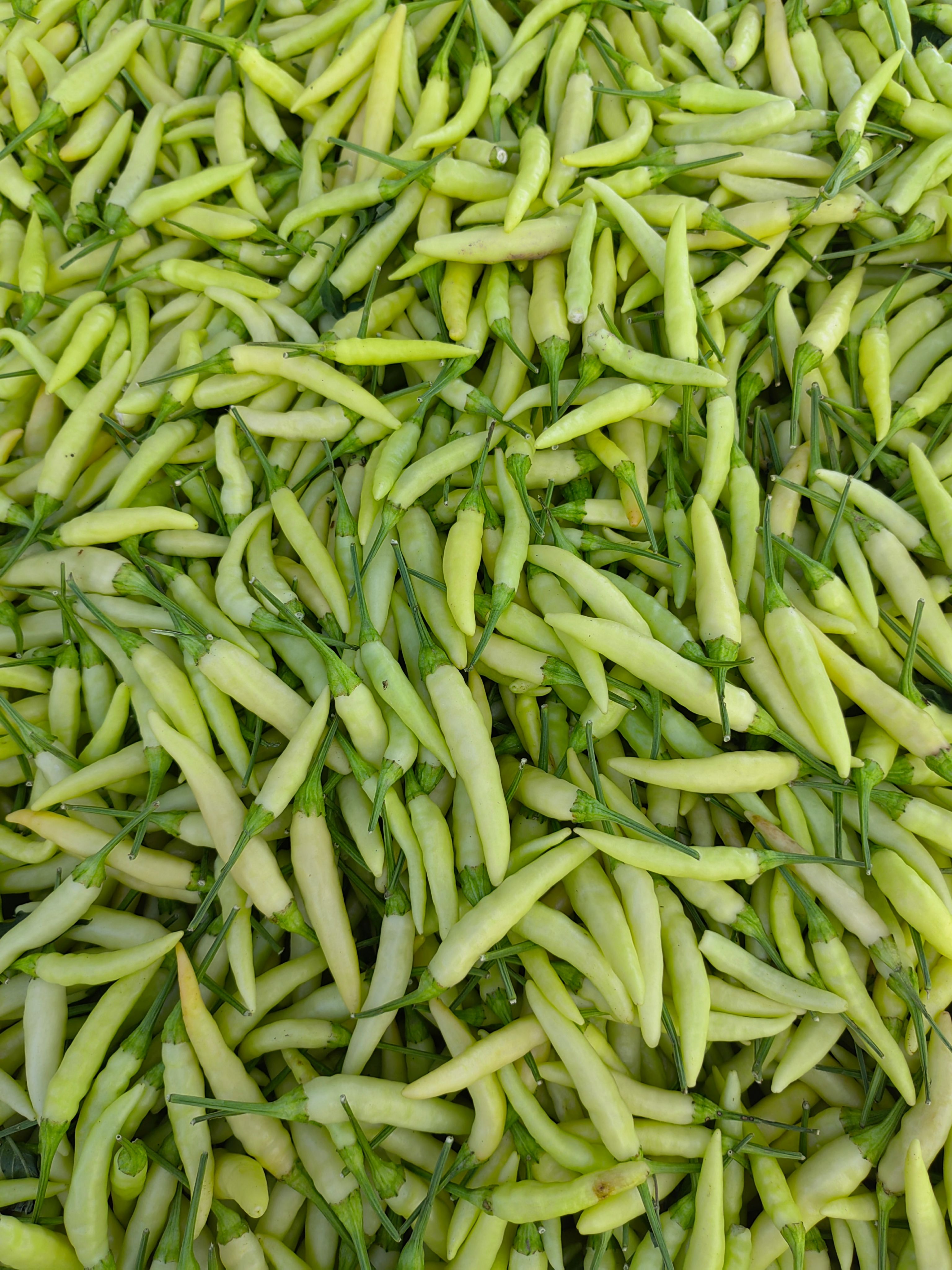 白米椒，野山椒，白泡椒，大量供应，质量保证，代发全国