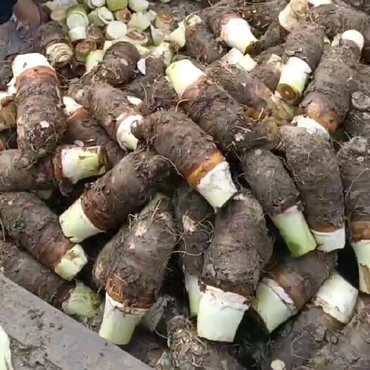 广州炭步芋头