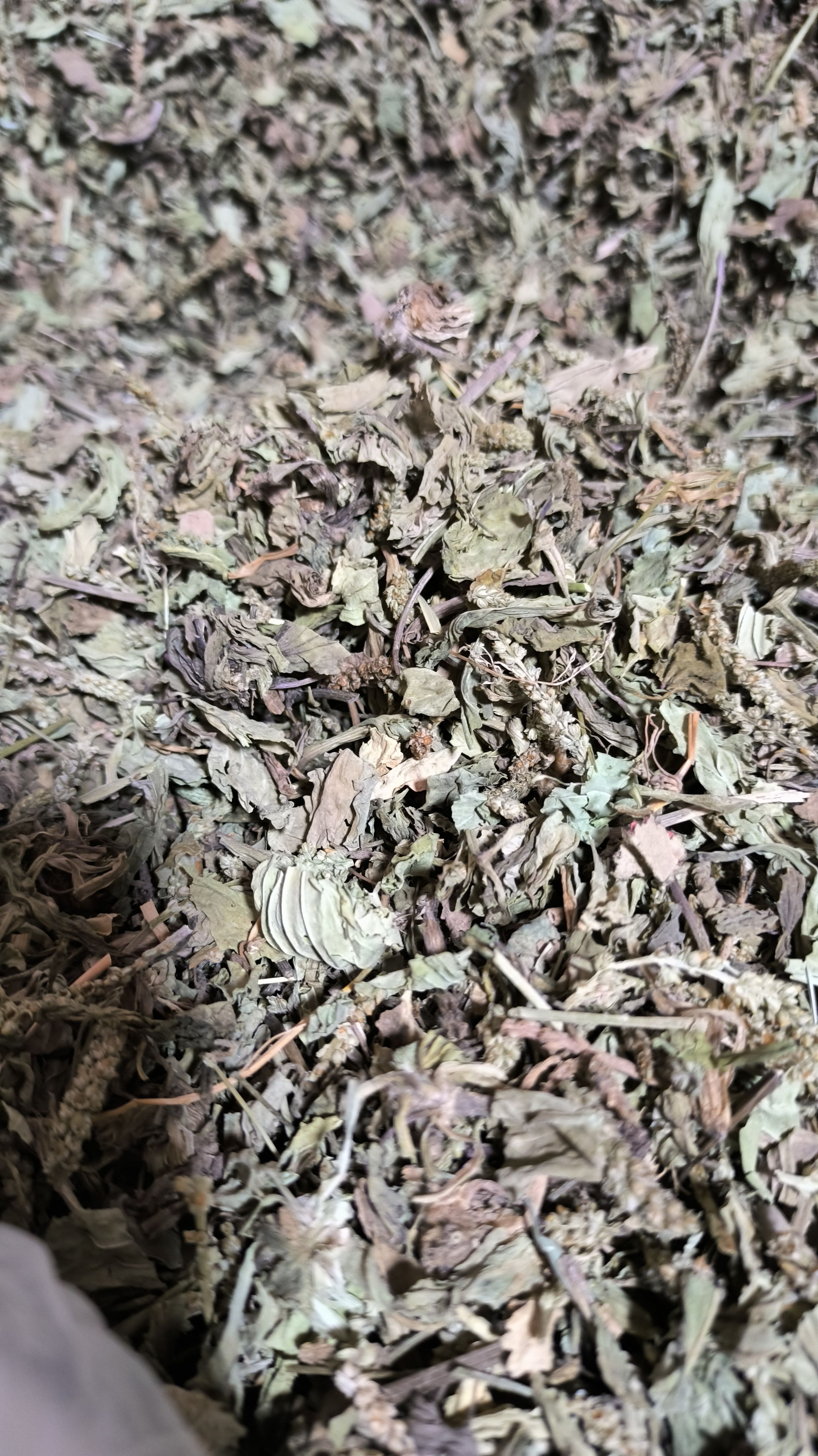 车前草 中药批发车前草 车前草干货 干净去沫 零售批发