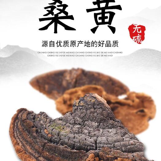 亳州桑黄 西藏 东北桑黄 大量供应 一件代发