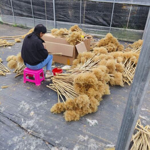 昆明金丝草
