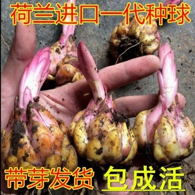 百合种球  香水大球带芽多花苞四季浓香重瓣矮野生亚洲百合