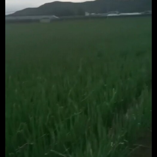 盖州市长白大葱