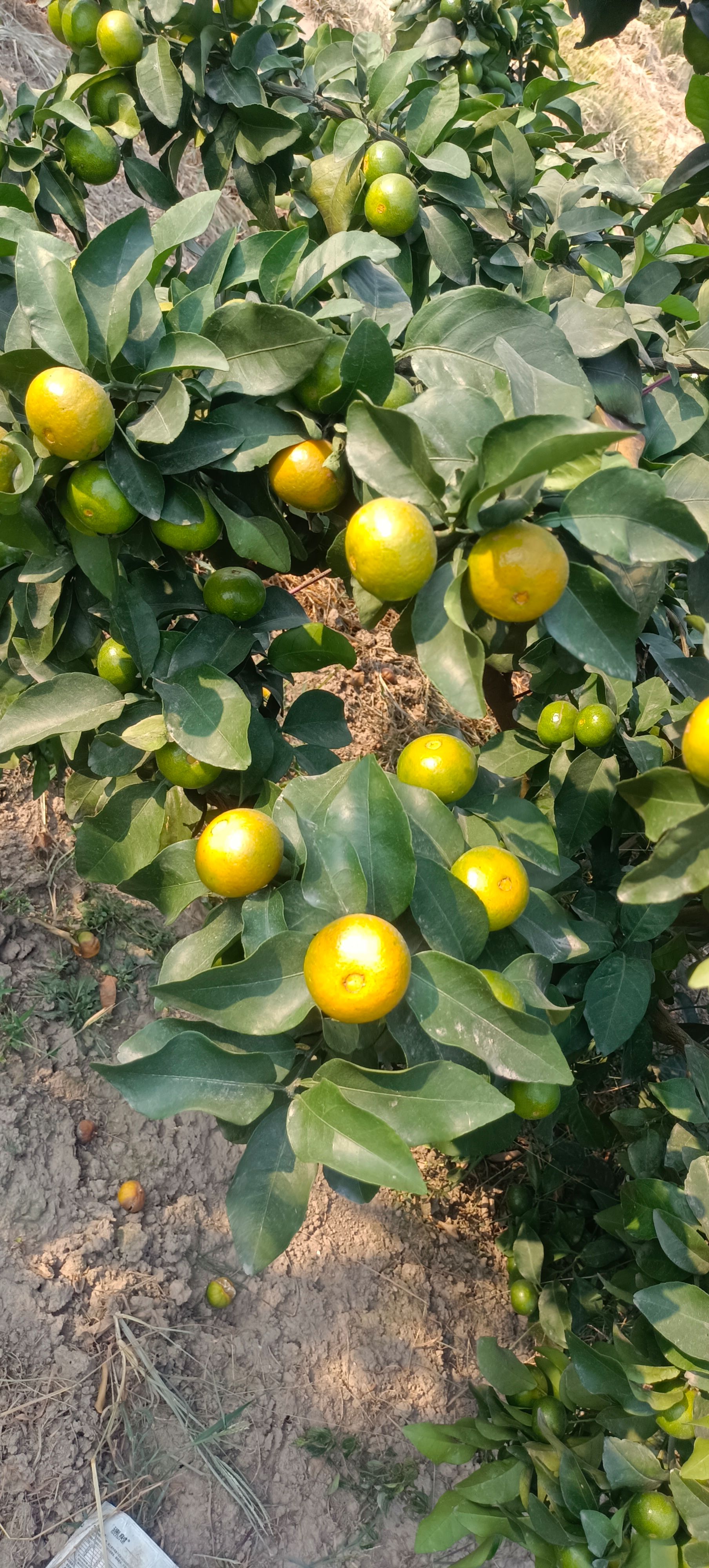 广西全州砂糖橘过来了大量上市