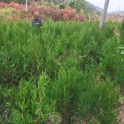 延安现有北京故宫式侧柏苗出售