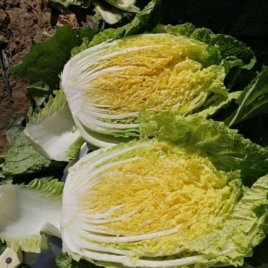 潍坊【精选白菜】精品黄心白菜。毛菜半毛菜净菜