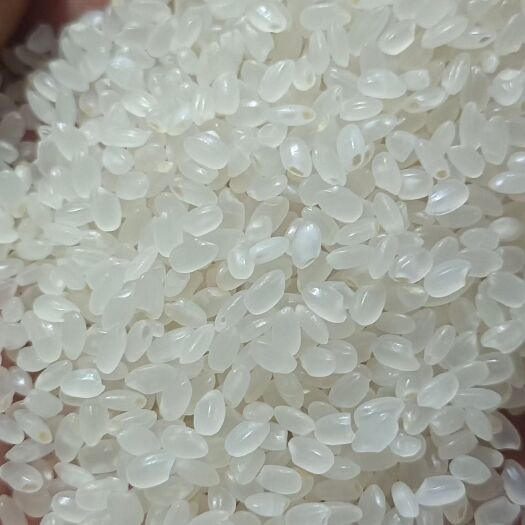 绥棱县珍珠米