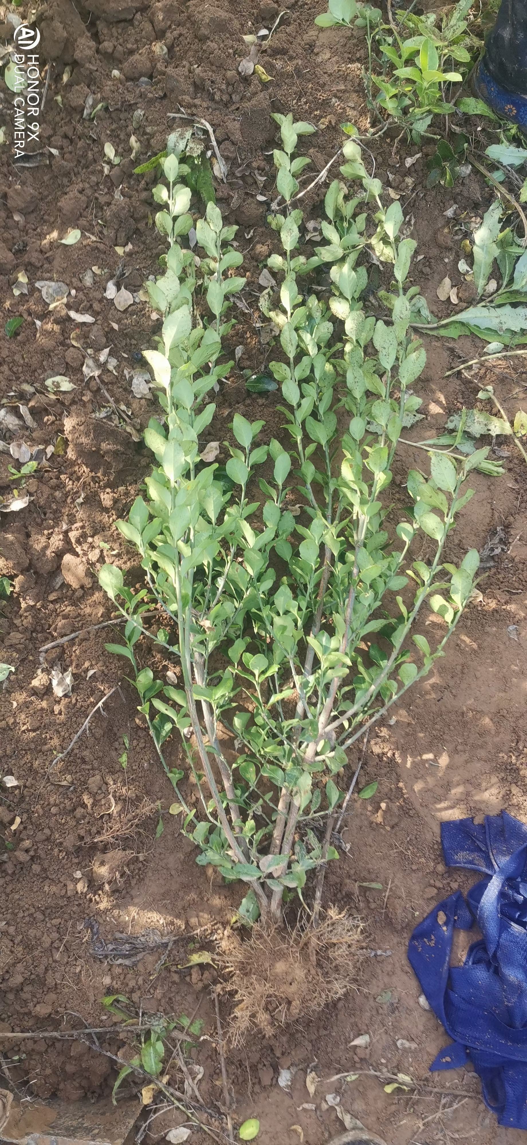 卫矛50-80公分，冬青  卫矛球