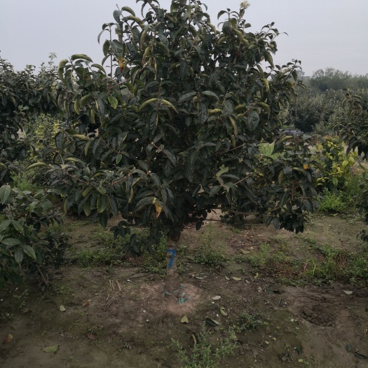 沭阳县精品丛生独杆中华木绣球大苗