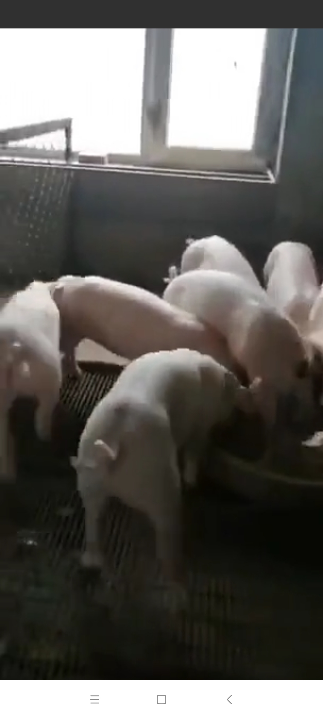 阿利養(yǎng)殖豬