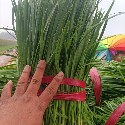 临漳县韭菜产地发货，质优价廉…24小时在线，欢迎老板电联！