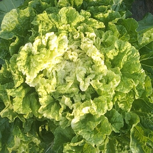 长春纯农家种植黄心大白菜 个大品质好 全国可发可看