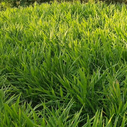 安溪县福建省泉州市红土有机种植新鲜生姜