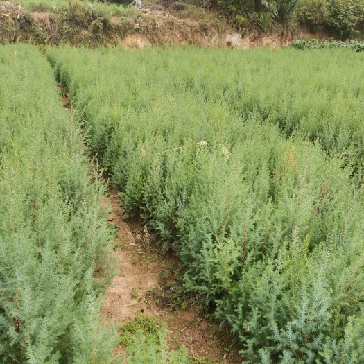 奉节正宗川柏柏树杯苗