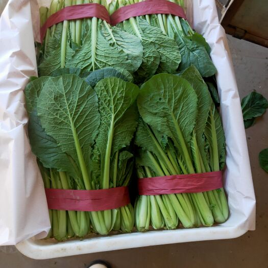 邯郸河北邯郸小白菜大量供应