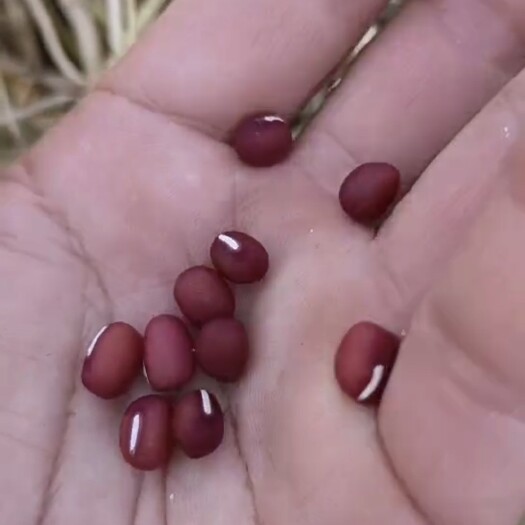 绥芬河市东北红豆