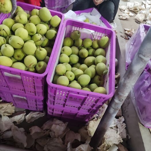 冠县长把梨大量供应