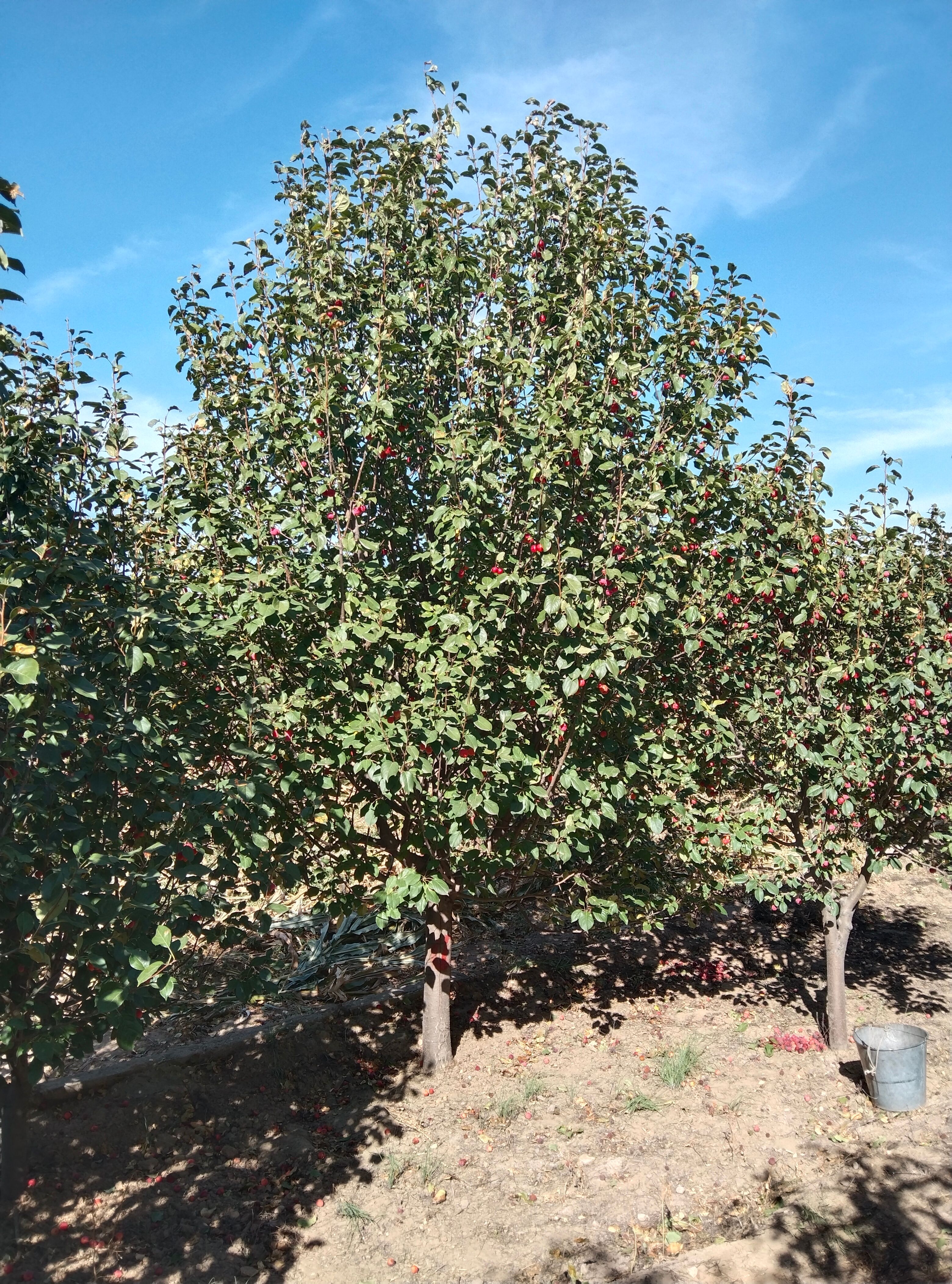 八棱海棠12公分价格