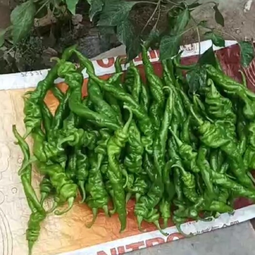 武威优质陇椒