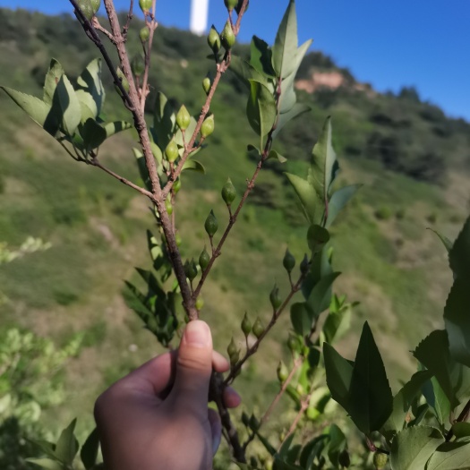 芮城县山西运城中条山药用连翘树（苗）