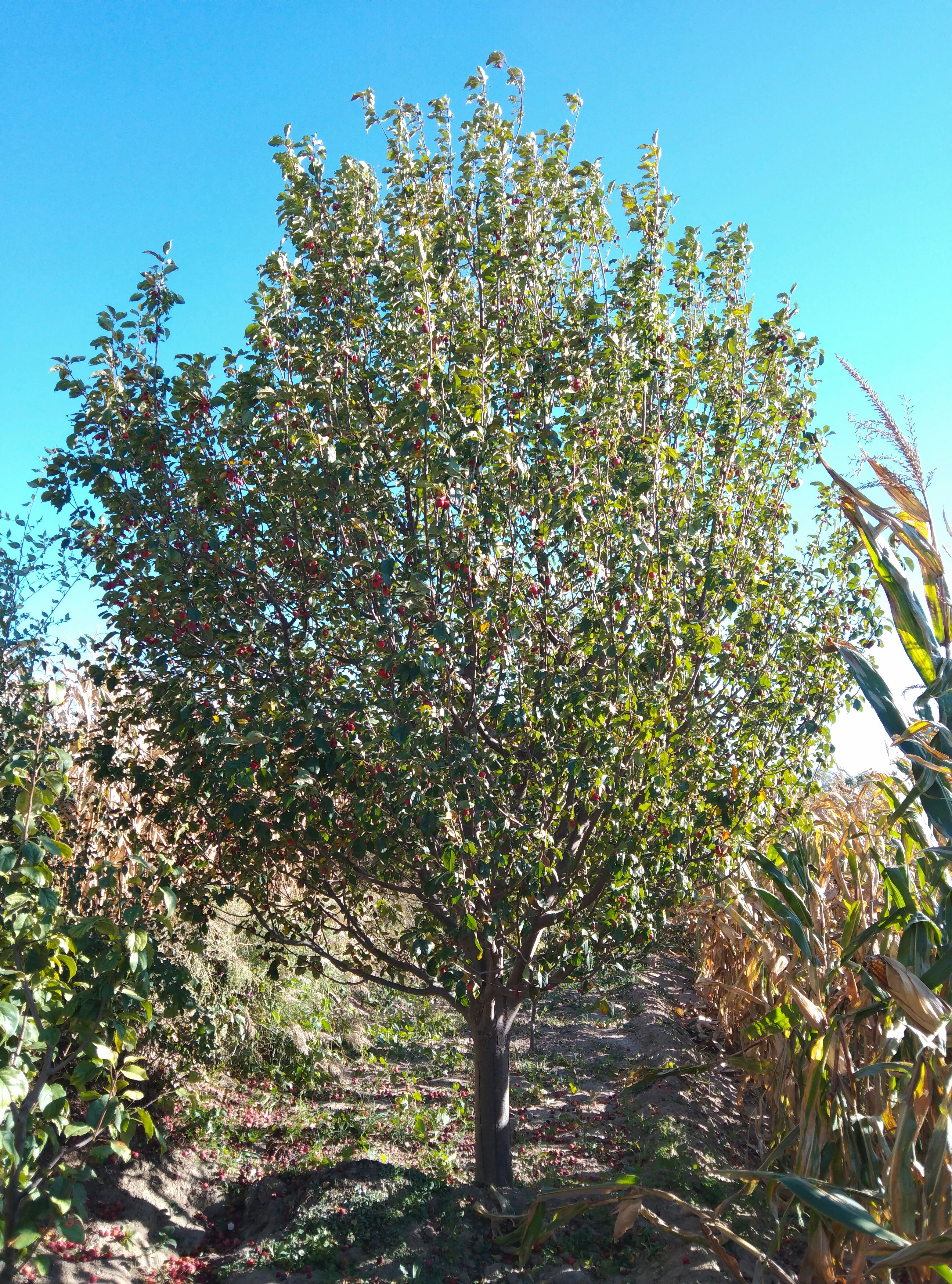 八棱海棠12公分价格