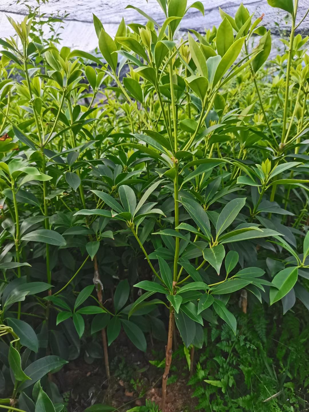 八角树苗  【顺丰包邮】广西古龙大红八角嫁接苗罗马苗东荣