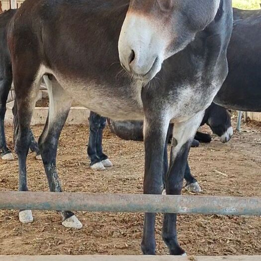 郓城县毛驴  驴苗 改良肉驴，一年长800斤 免费送货到家，提供销