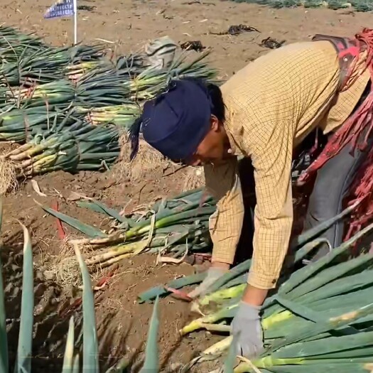 榆中县日本刚葱，葱白长，味道好，值得购买。