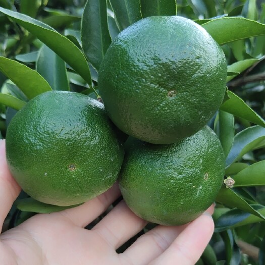 南靖县椪柑