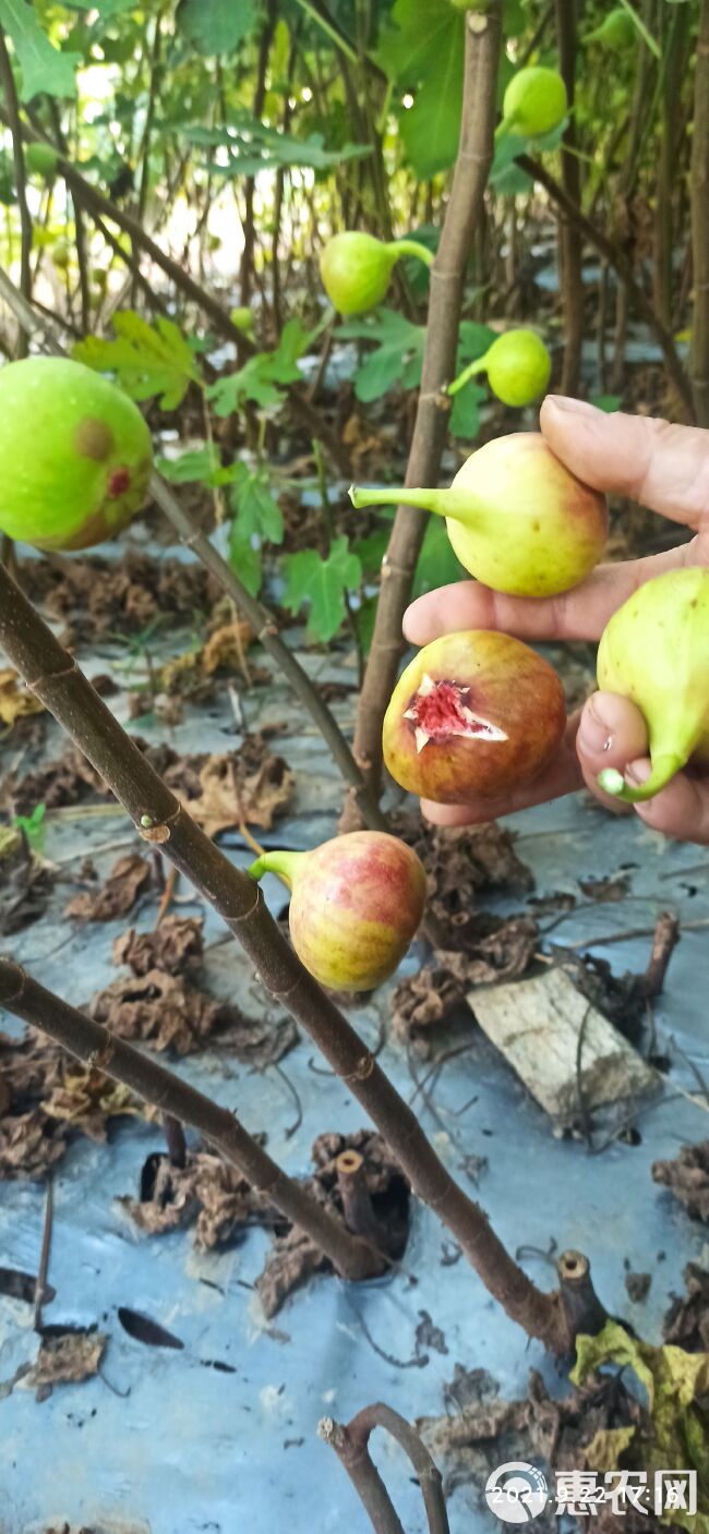 波姬红无花果苗 布兰瑞克 青皮