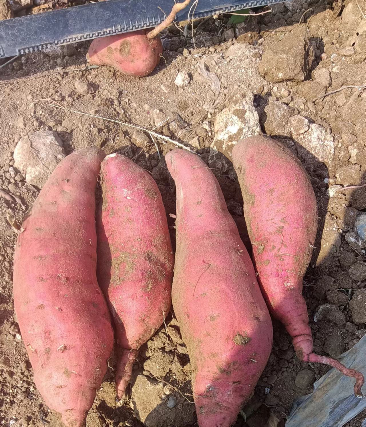 热卖中。烟25和西瓜红地瓜开