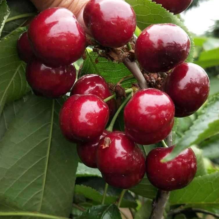 塔玛拉大樱桃车厘子苗当年挂果南北方都可种植平均含糖20%
