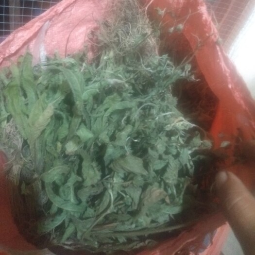 博白县地胆草切段