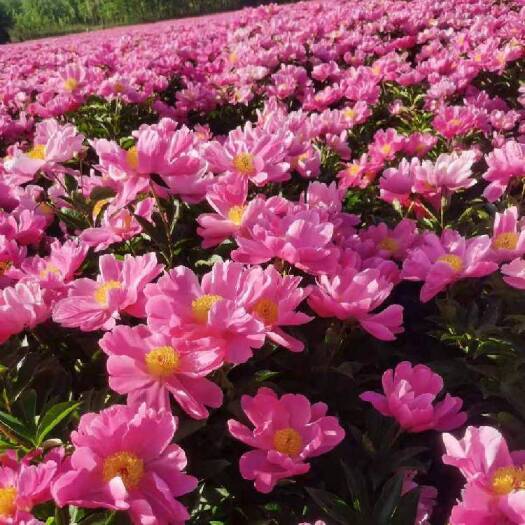 亳州白芍芽头出售
