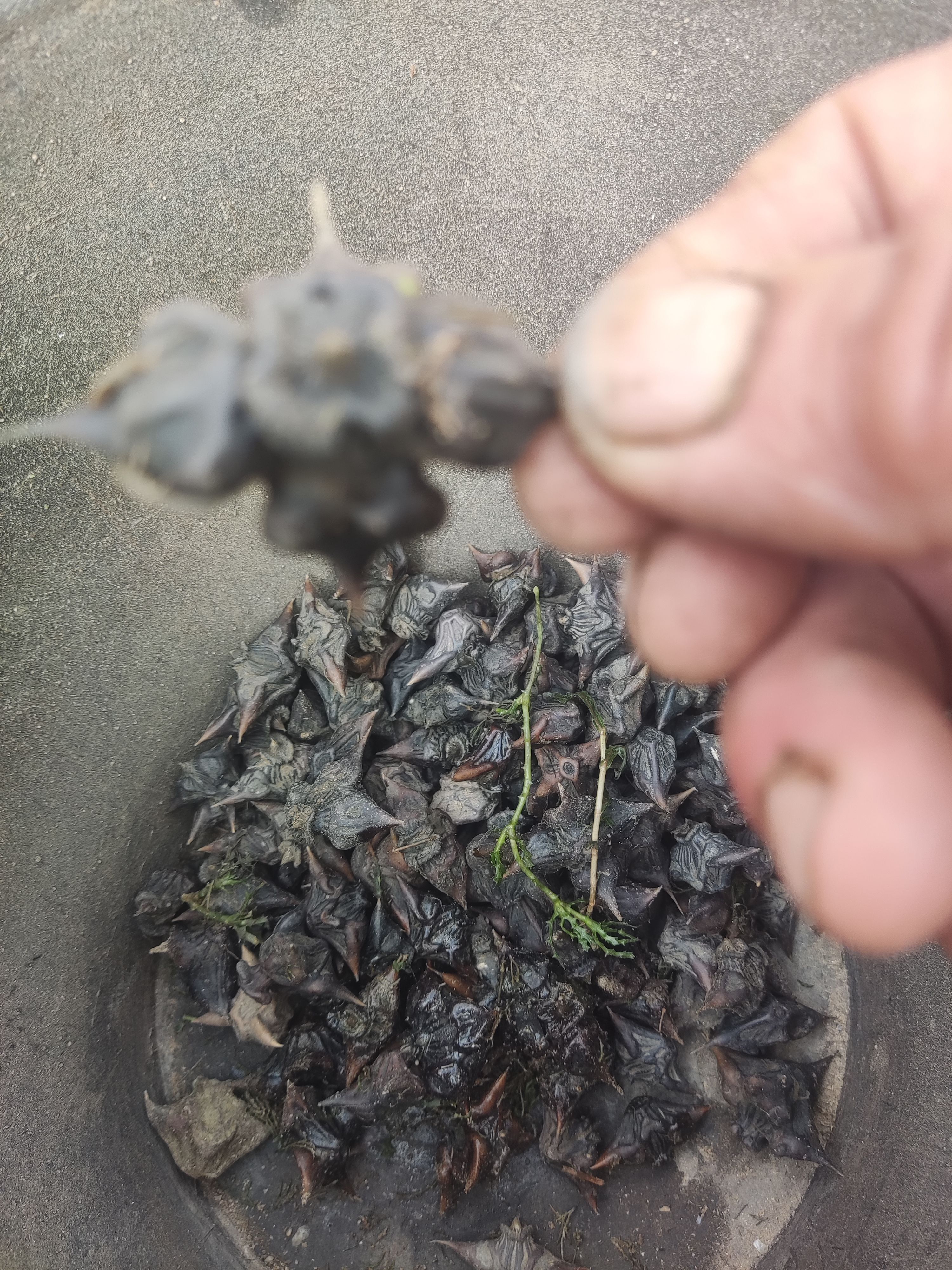 东北松花江纯野生大菱角