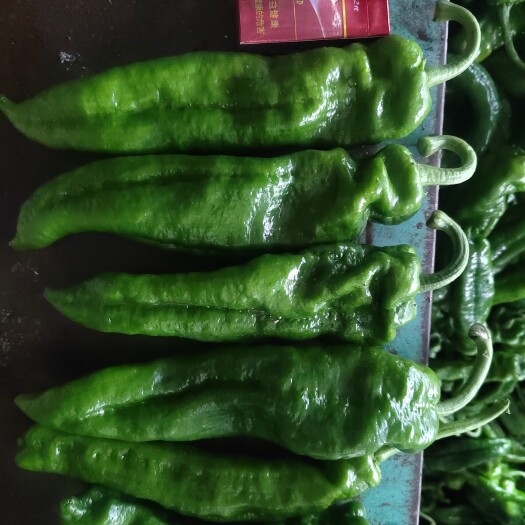 邯郸精品青皮椒，电商超市平台
