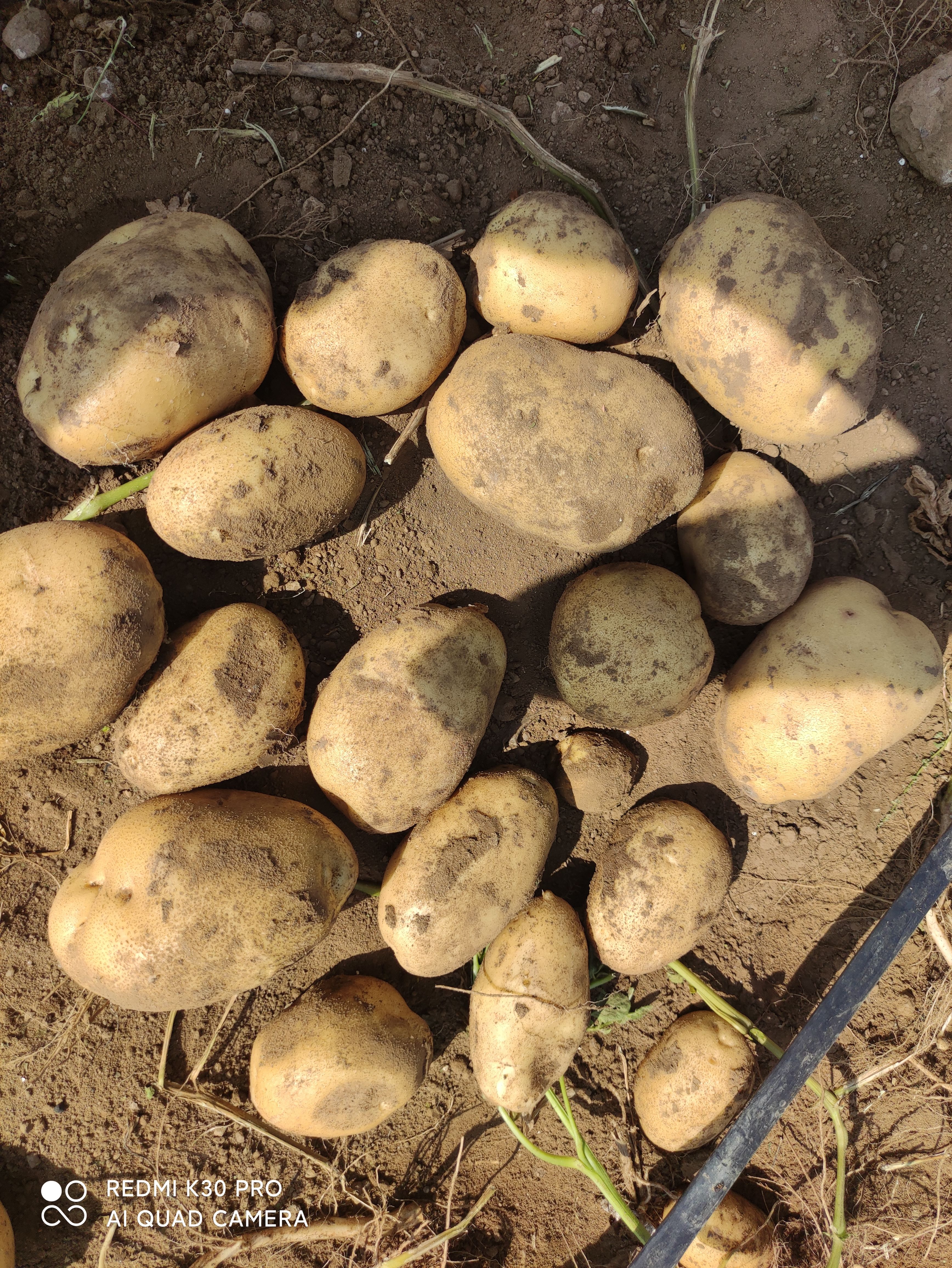 供应滕州冷库内蒙土豆