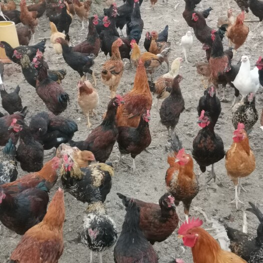 商丘自家散养土鸡